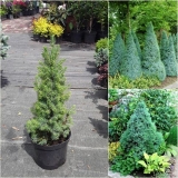 Brusilica od smreke plava